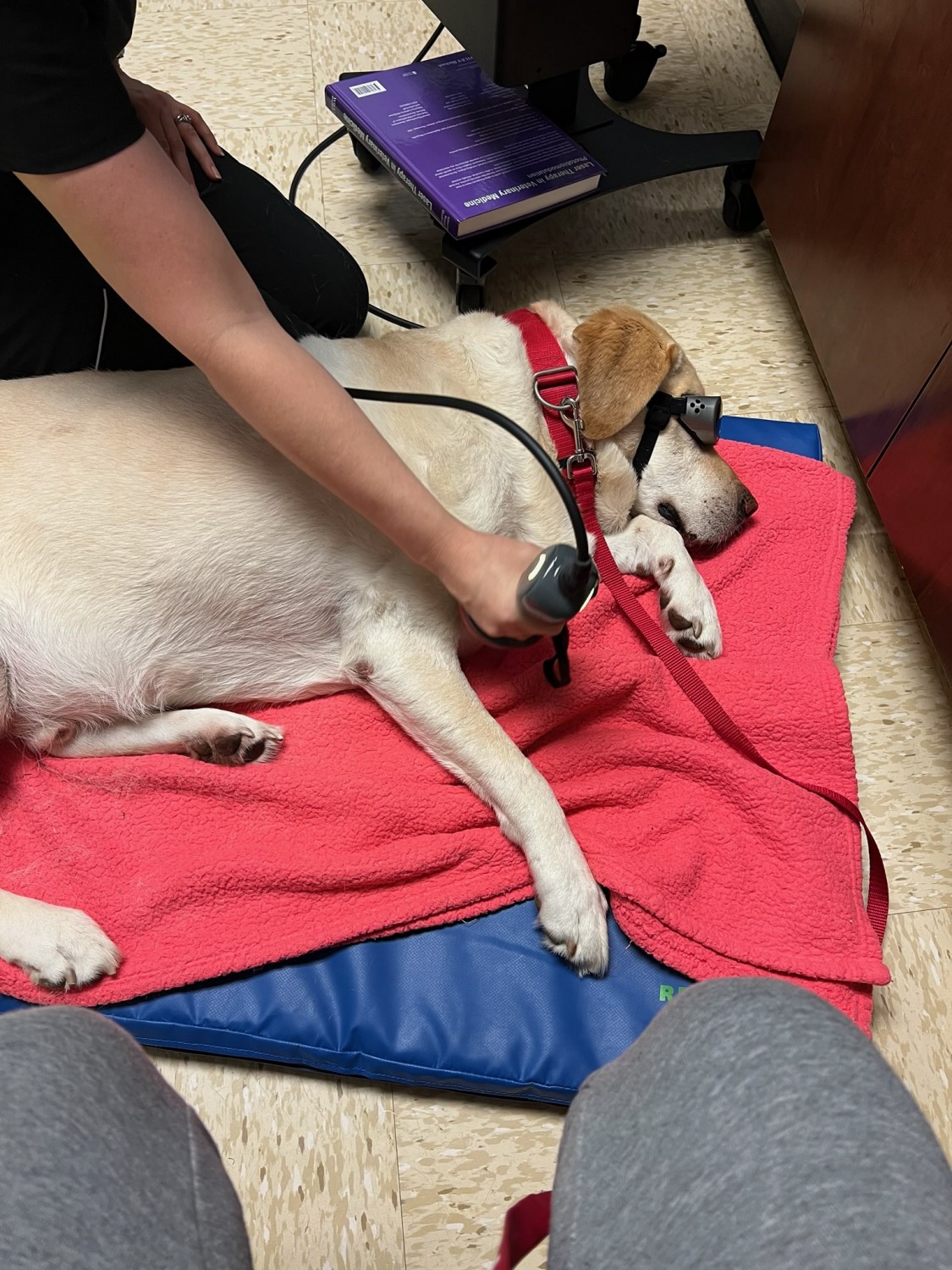 Dog in PEMF Therapy