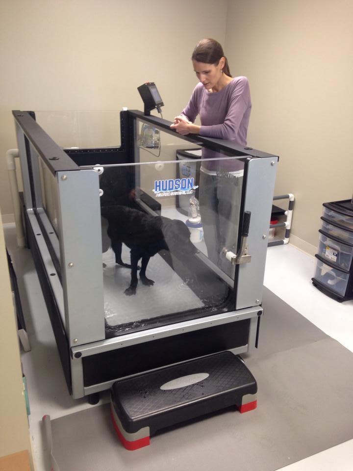 Dog in Hydrotherapy