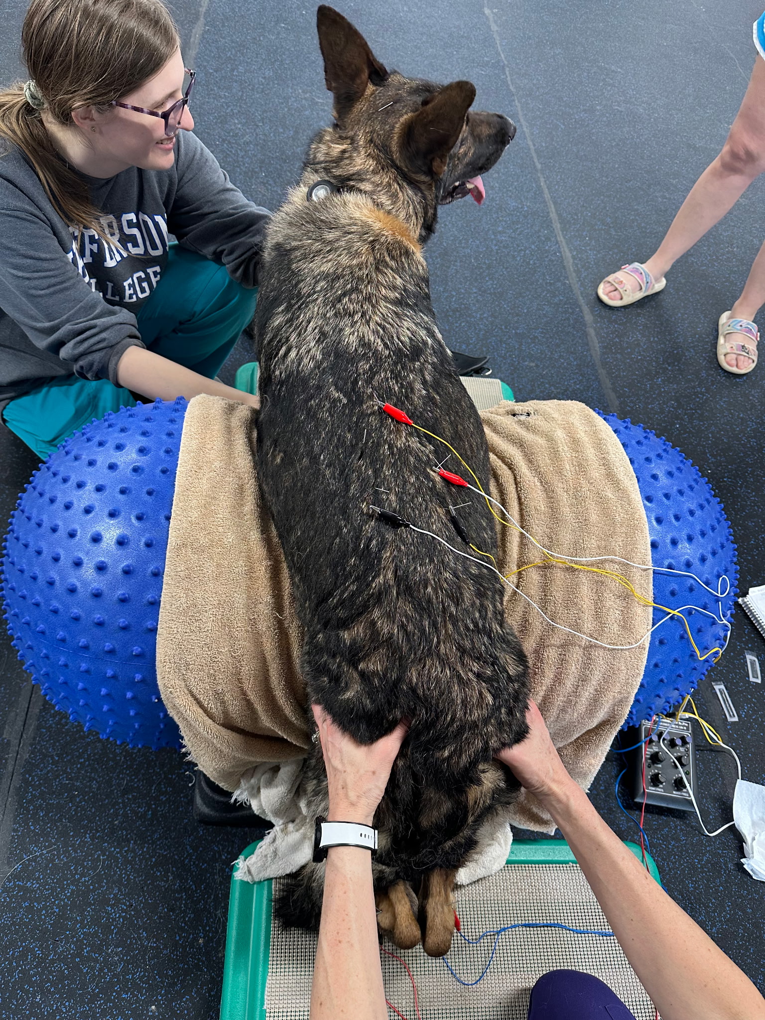 Dog Getting Acupuncture