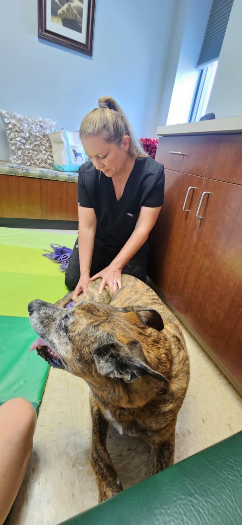 Canine Massage Therapy