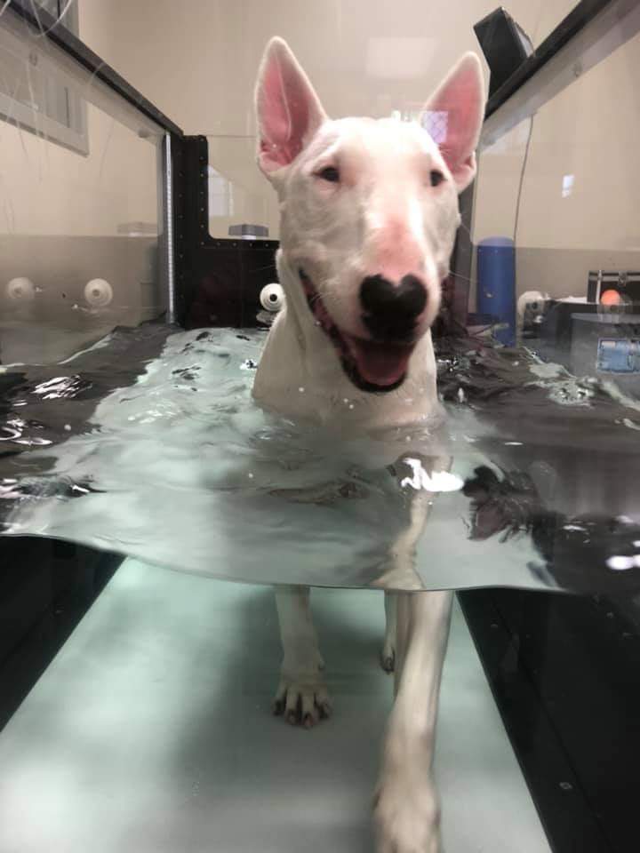 Dog walking under water - rehab