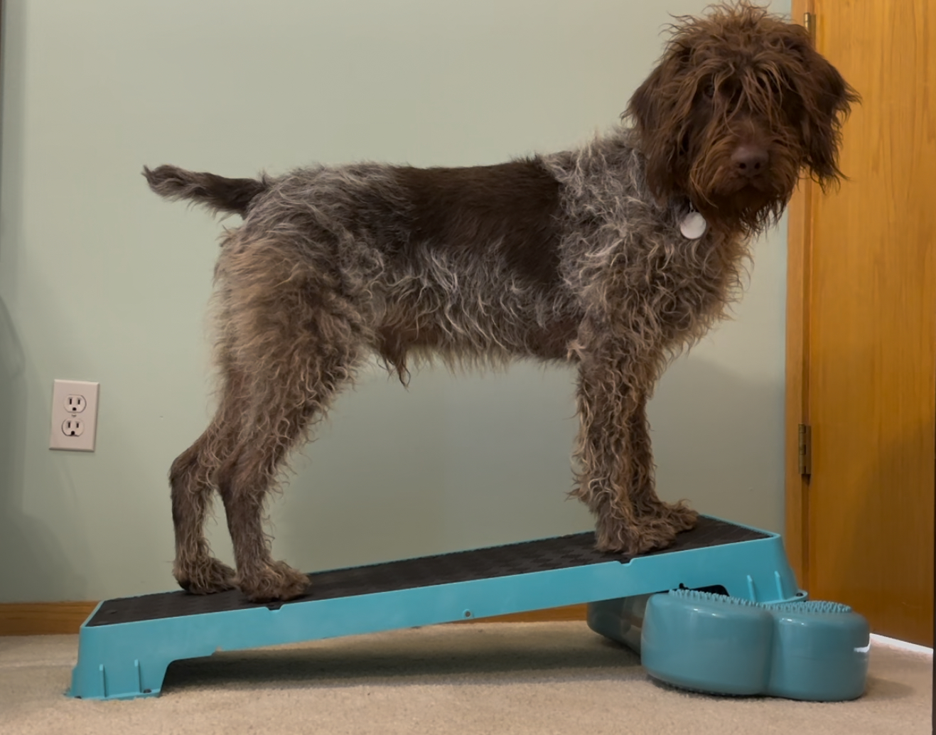 Dog in Fitness Class
