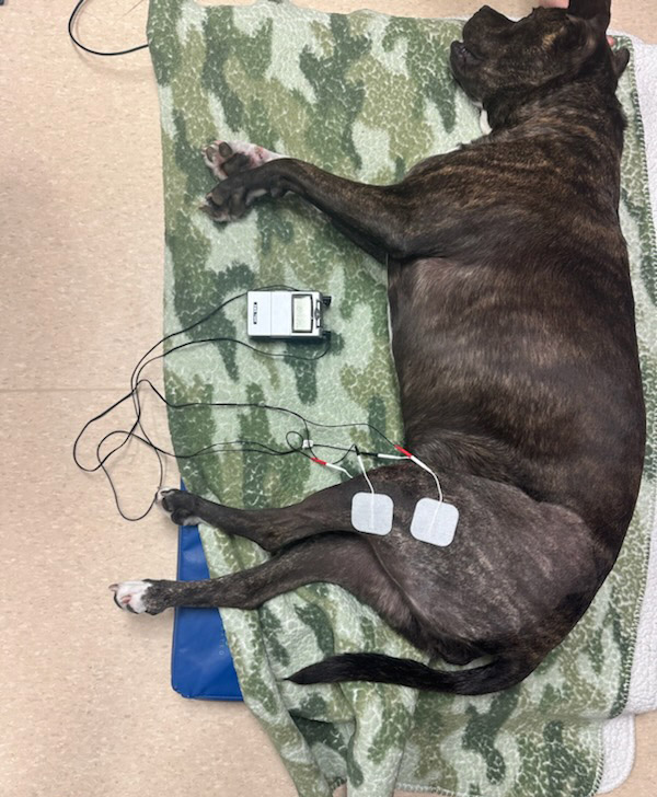 Brindle - TENS Unit