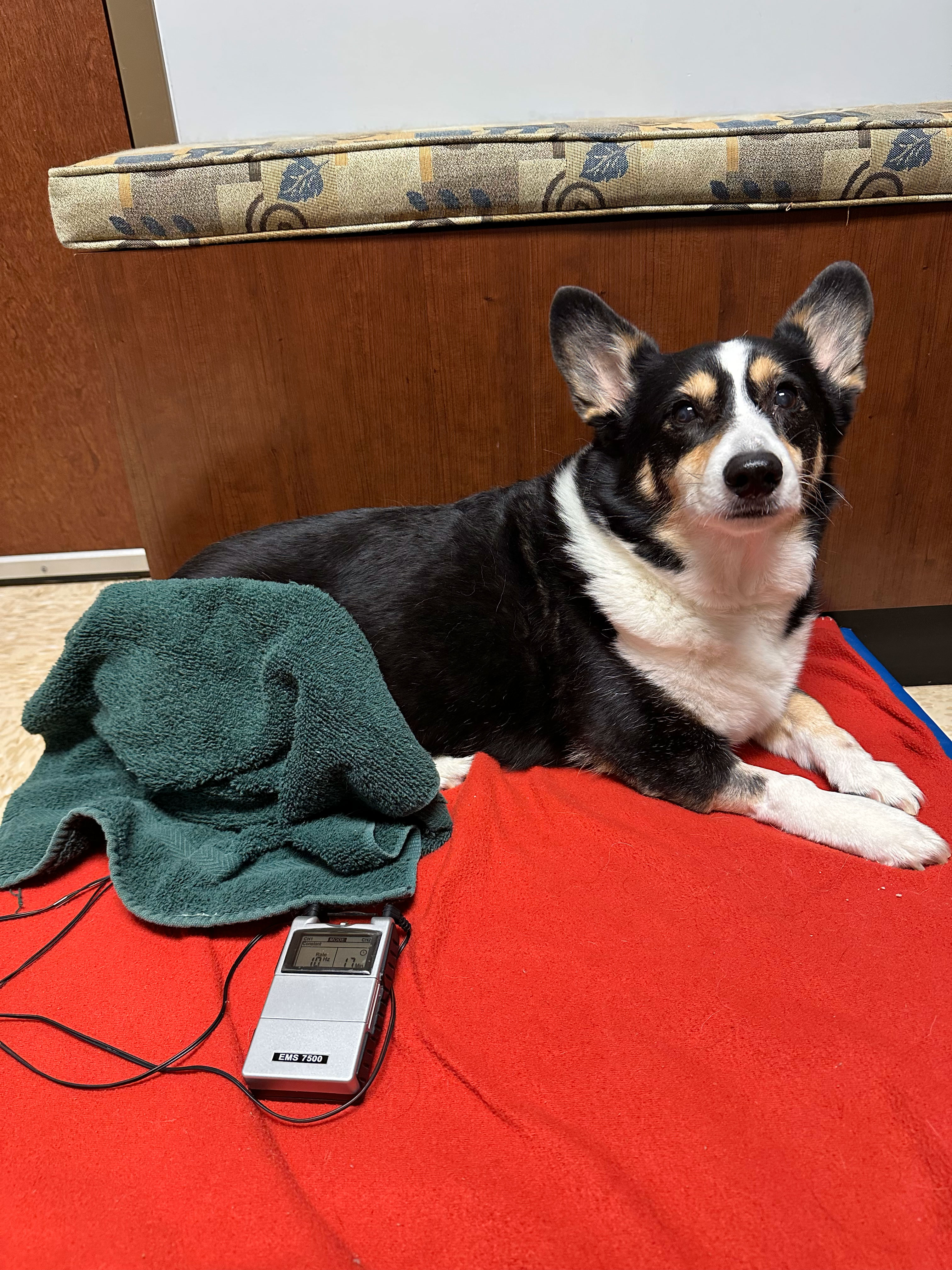 Dog getting Rehab