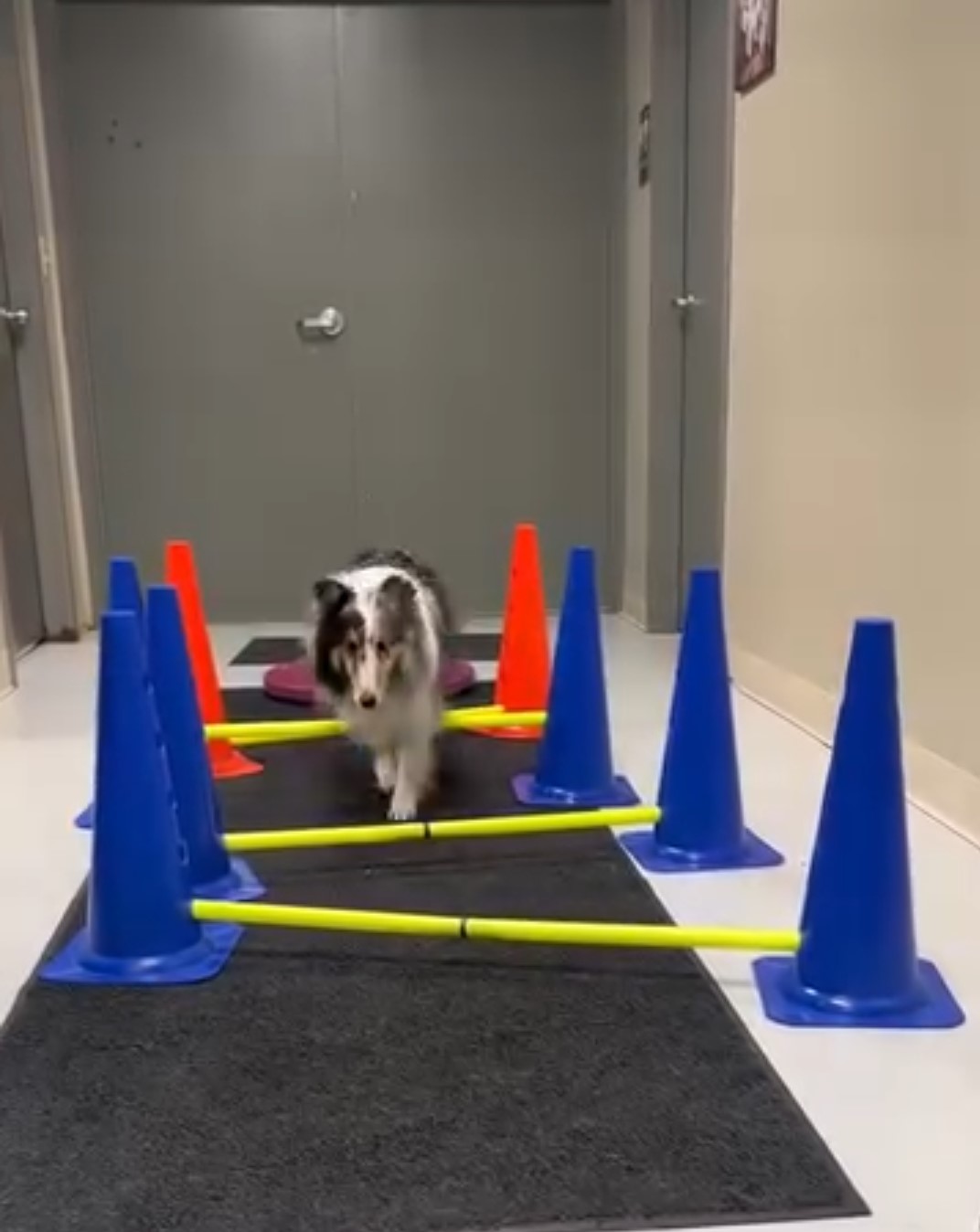 Dog in Modality Therapy