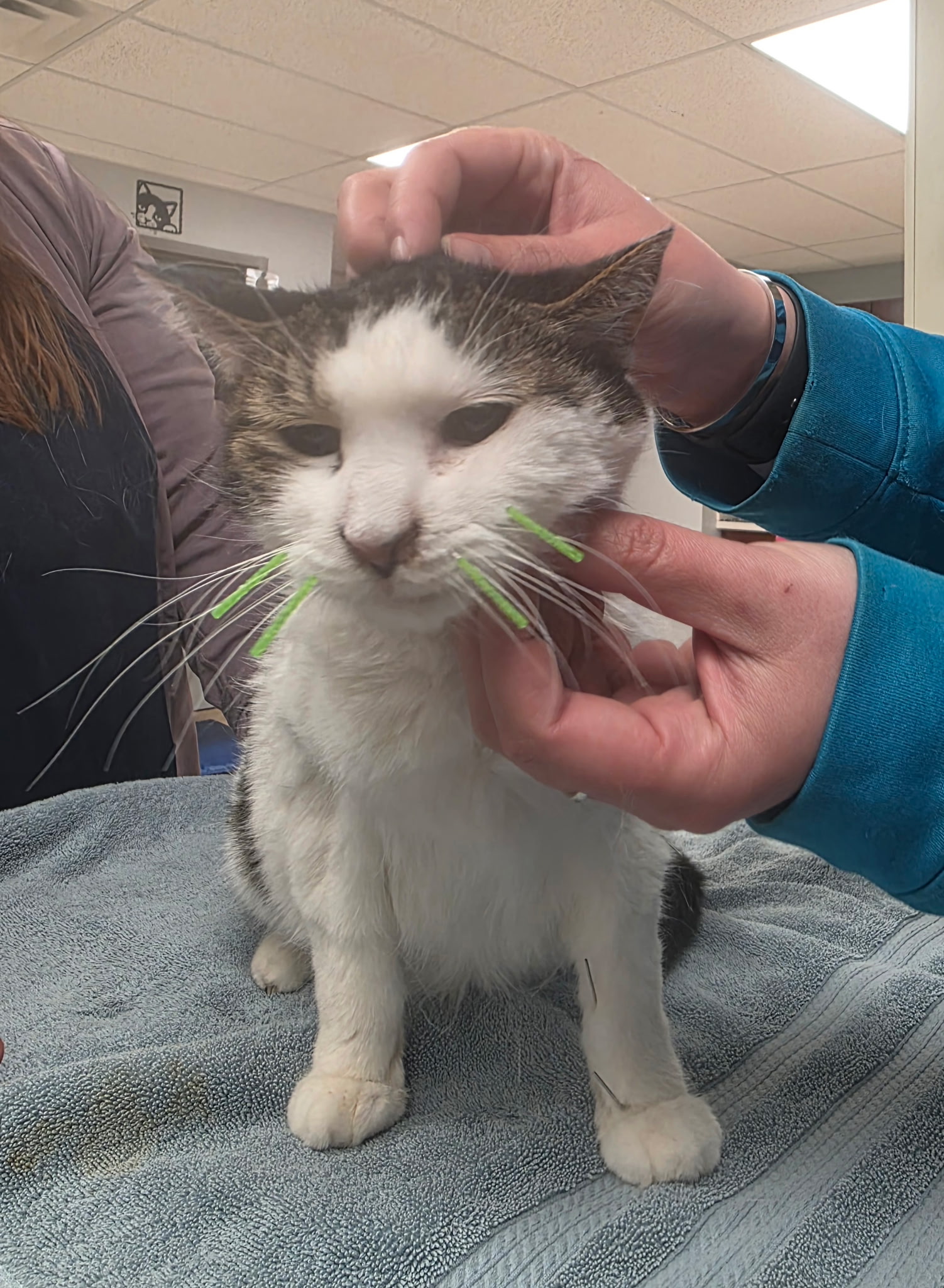 Cat Getting Acupuncture