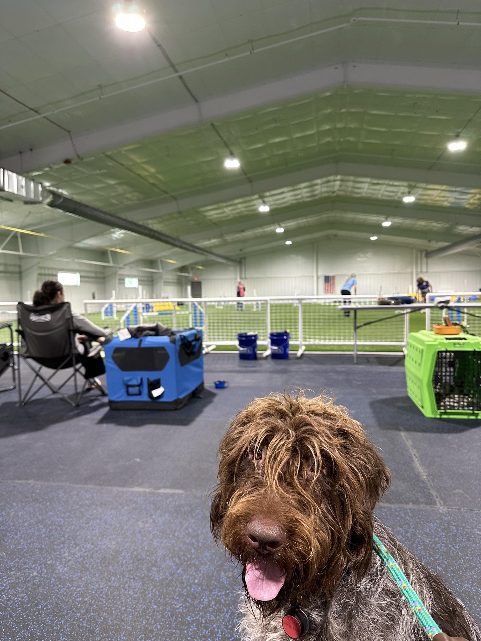 Dog next to training field for an event
