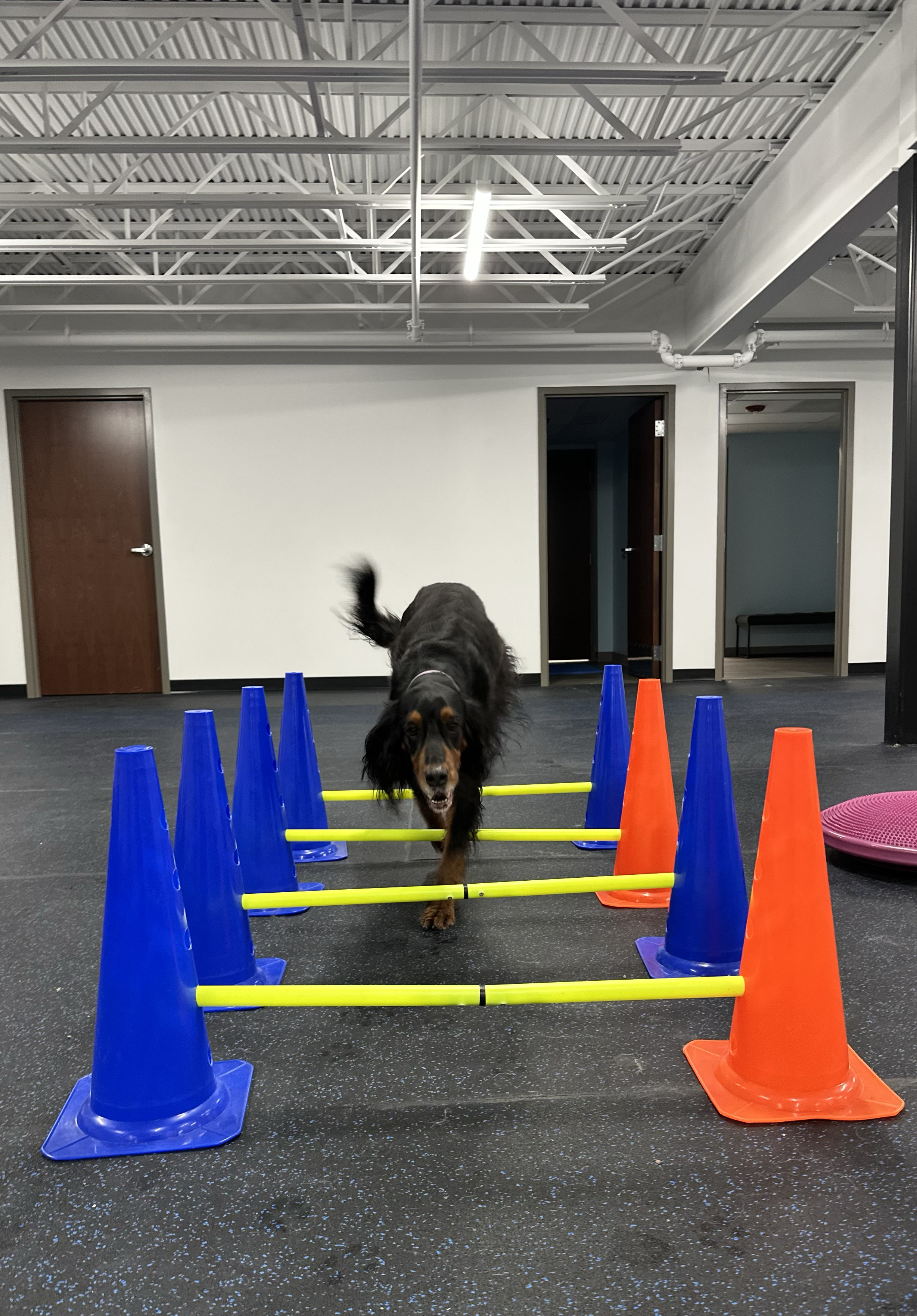 Dog performing rehabilitation