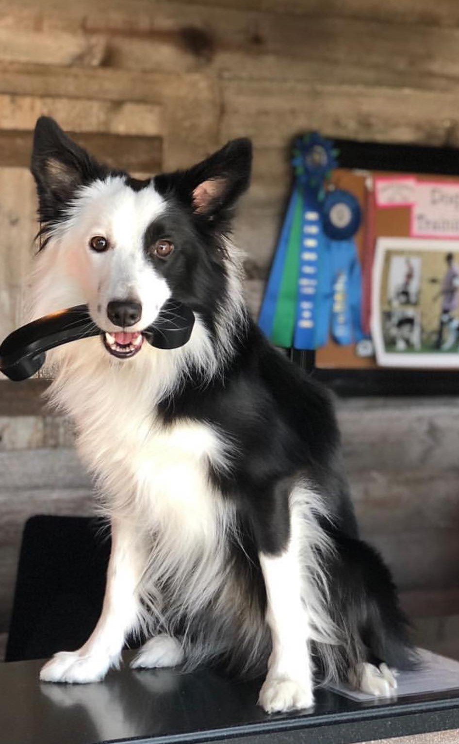 Dog holding phone in mouth sitting on reception desk