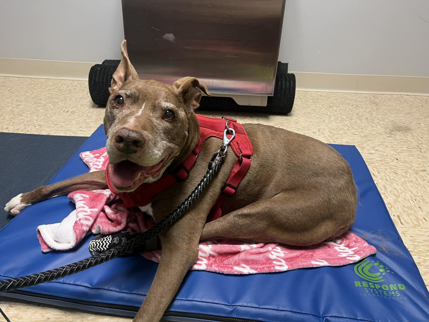 Dog Receiving PEMF Therapy