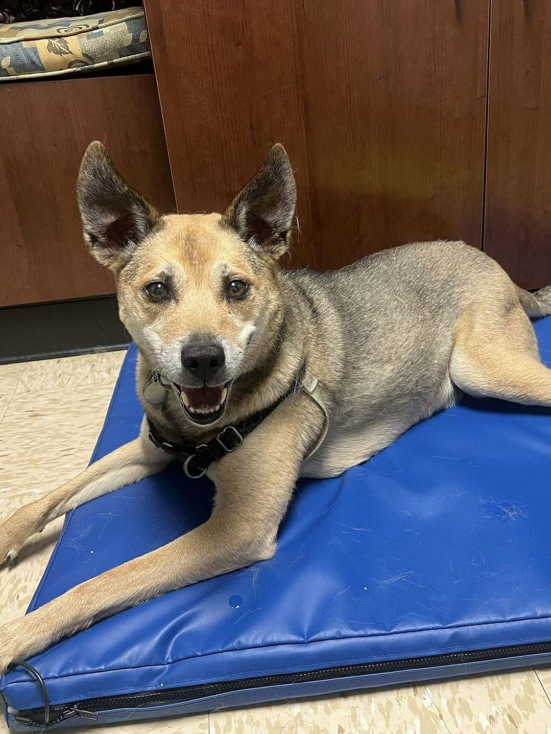 Dog in PEMF Therapy