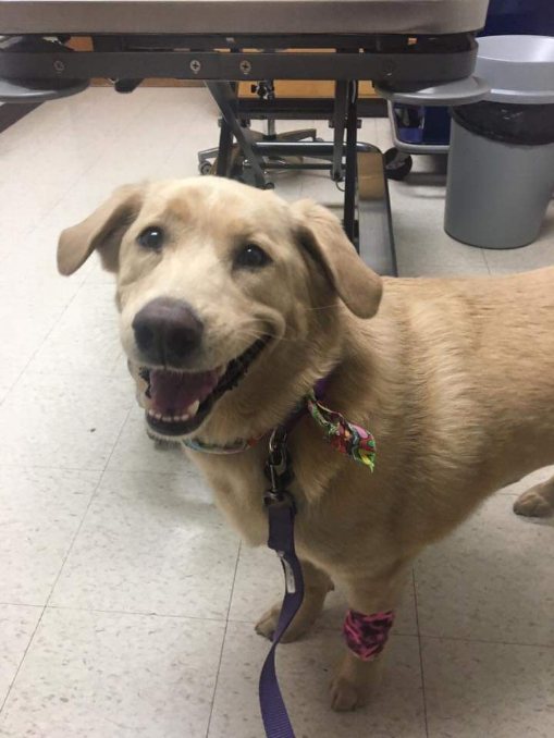 Happy Dog
