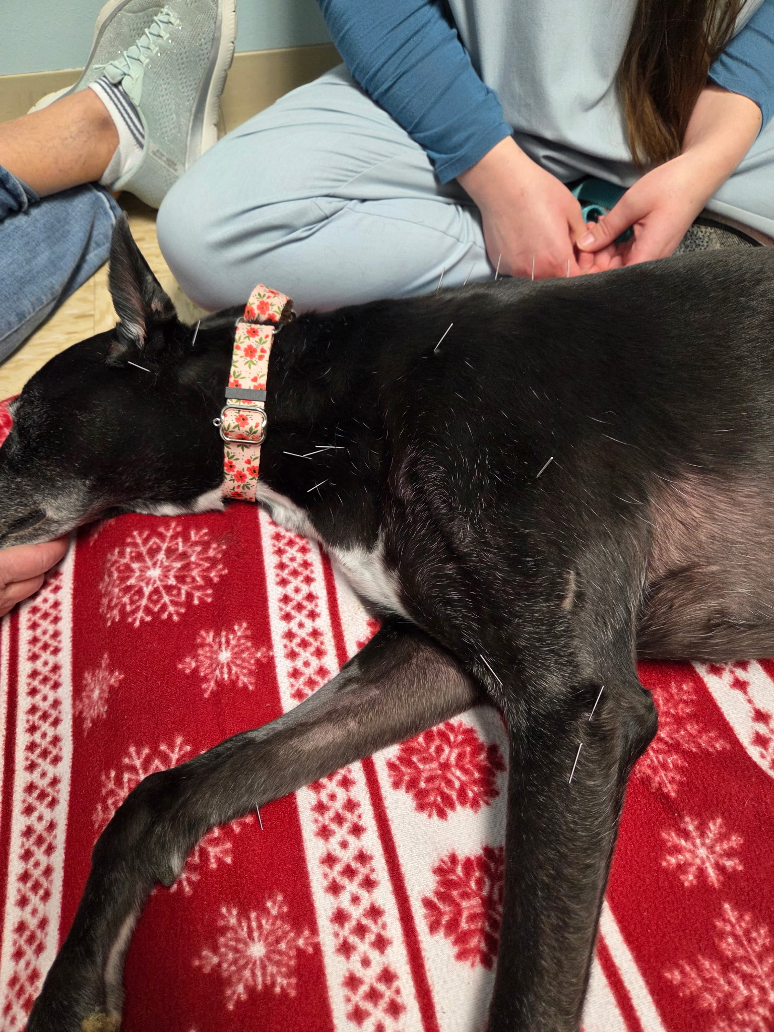 Dog Getting Acupuncture