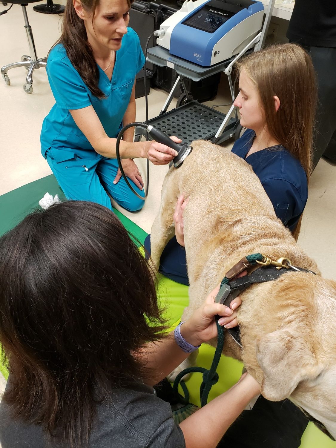 Dog Receiving Shock Wave Therapy