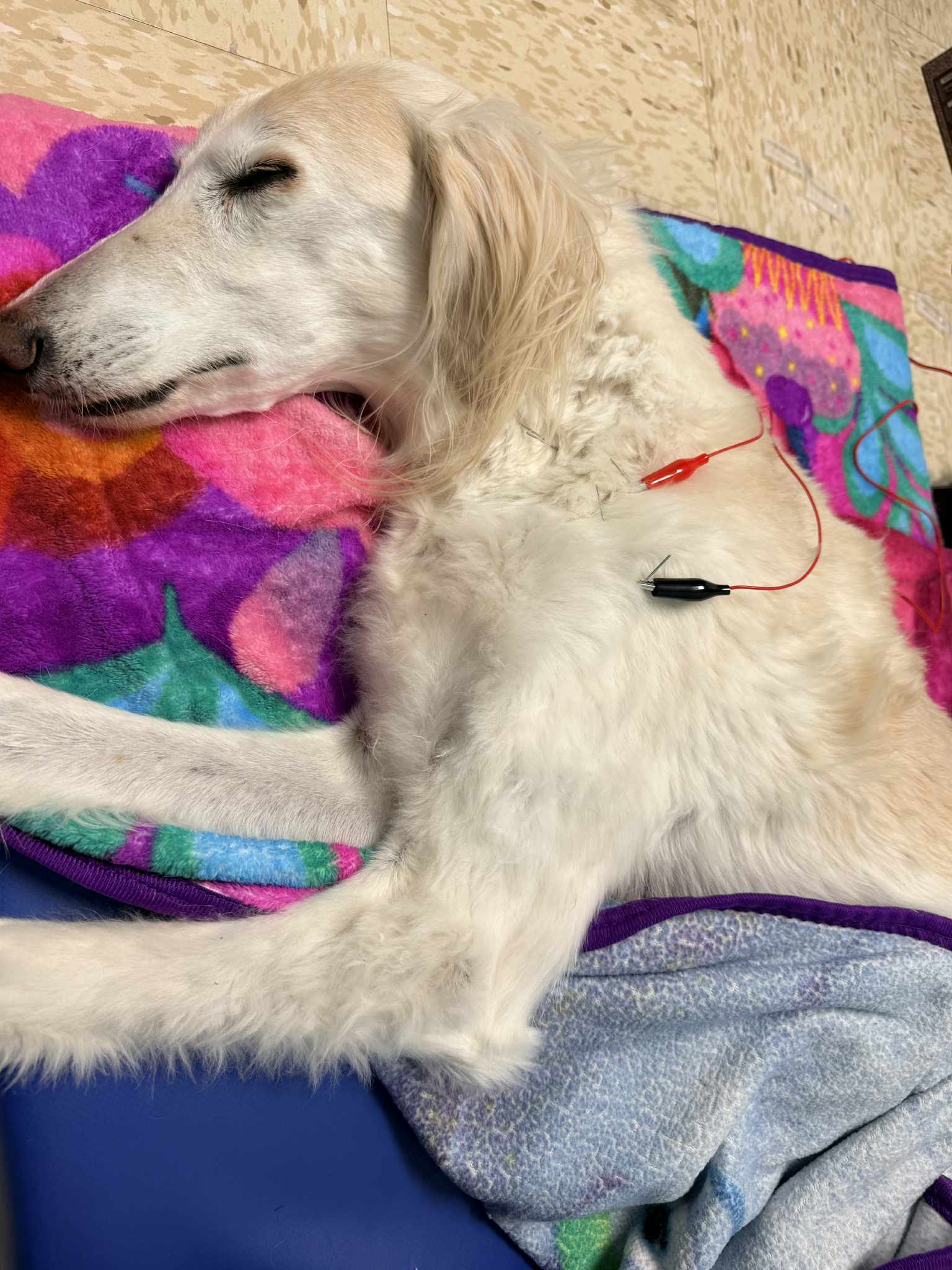 Dog Getting Acupuncture